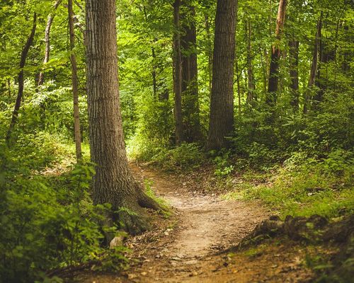 Forschungsprojekt: Wir im Wald